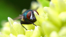 Schmeißfliege (2).jpg